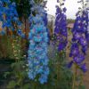 Delphinium Elatum